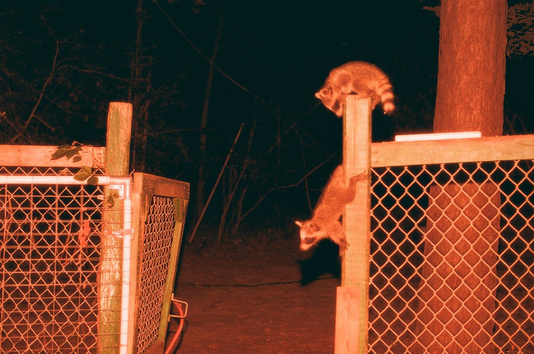 S O L D ˚₊‧⋆˚˖°˙
↟↟𓂃 𓂃↟ 𖠰𓂃 ོ𓂃
Midnight Visit  ~~ 35mm photograph

⸜(｡˃ ᵕ ˂)⸝♡⋆.˚ ᵗᑋᵃᐢᵏ ᵞᵒᵘ* ˚.⋆ ~ <a href="/NftGeneration2/">NftGeneration2</a> 
appreciate you! 

{[ 2 / 5 ]} ~~ 3ꜩ