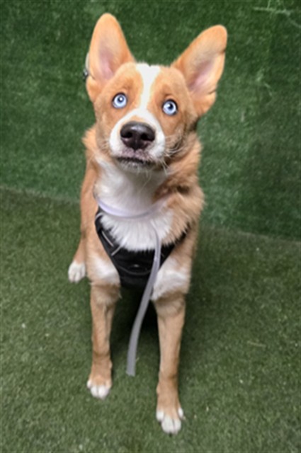 #A5757142
Male, tan and white Siberian Husky and German Shepherd Dog
1 year old.
PetHarbor.com/pet.asp?uaid=L…