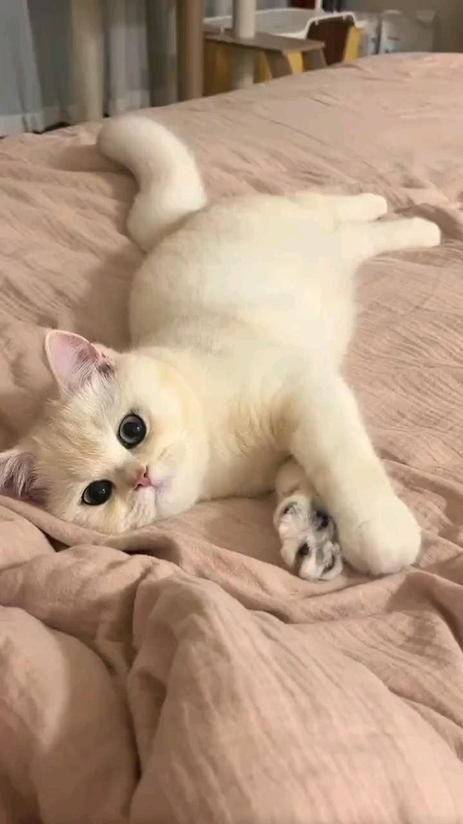 ANGEL |parody| ♡ tweet media