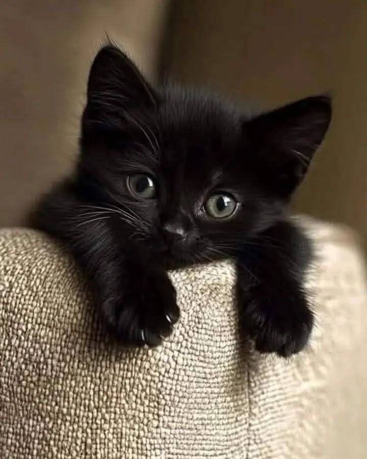 OnlyCatsTop's tweet photo. https://t.co/IPfI3gctVI