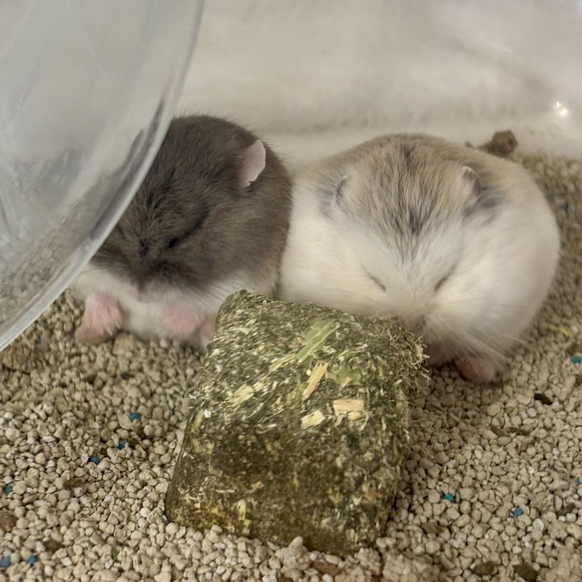 urami_pets's tweet image. まんまる