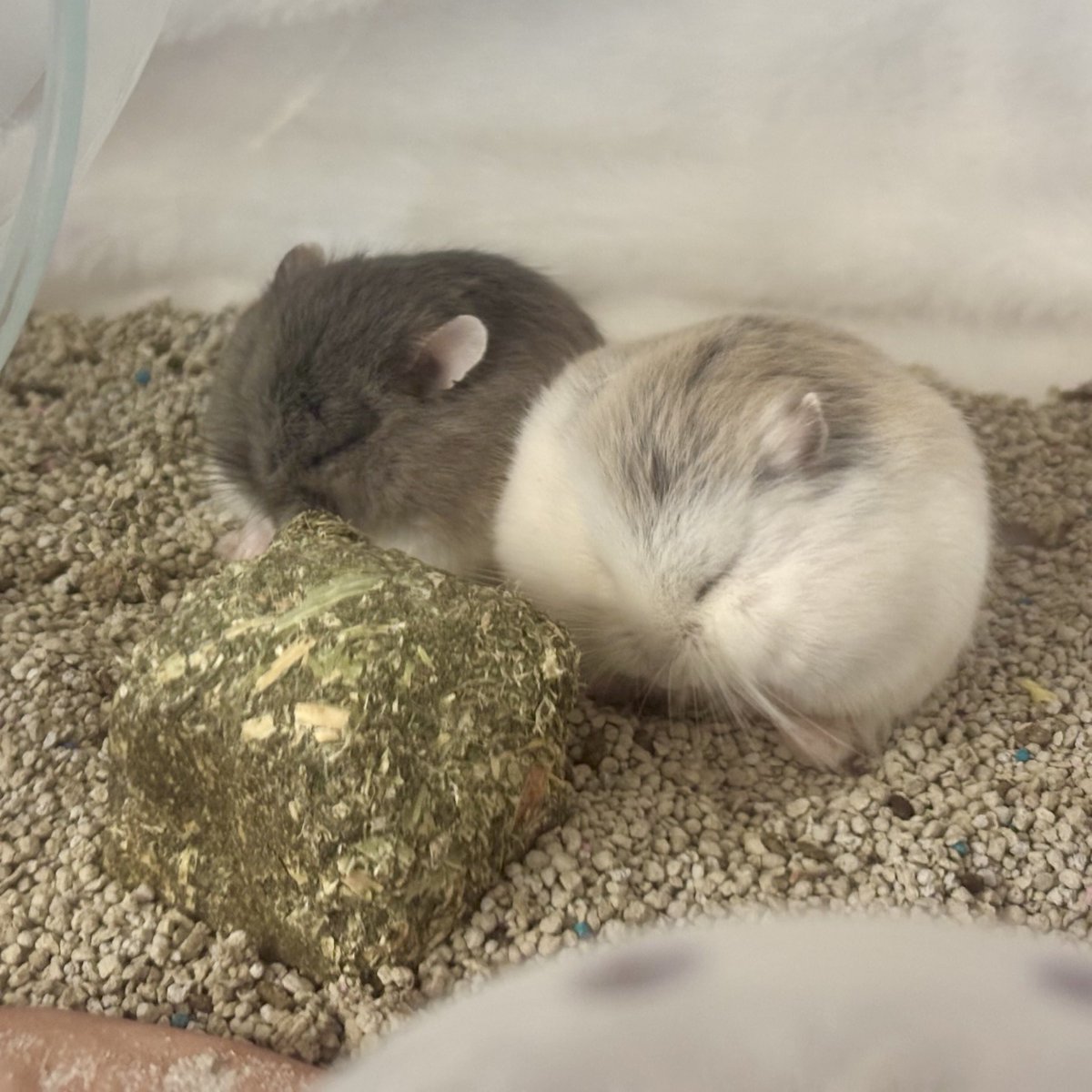 urami_pets's tweet image. まんまる