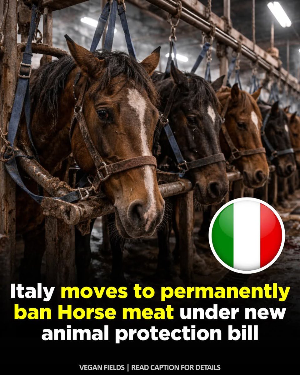 Italy is considering a major shift in how it treats horses.

A new bill in the Italian Parliament would recognize horses, donkeys, and mules as companion animals instead of livestock. If it passes, it could permanently end the slaughter and sale of horse meat in the country.
