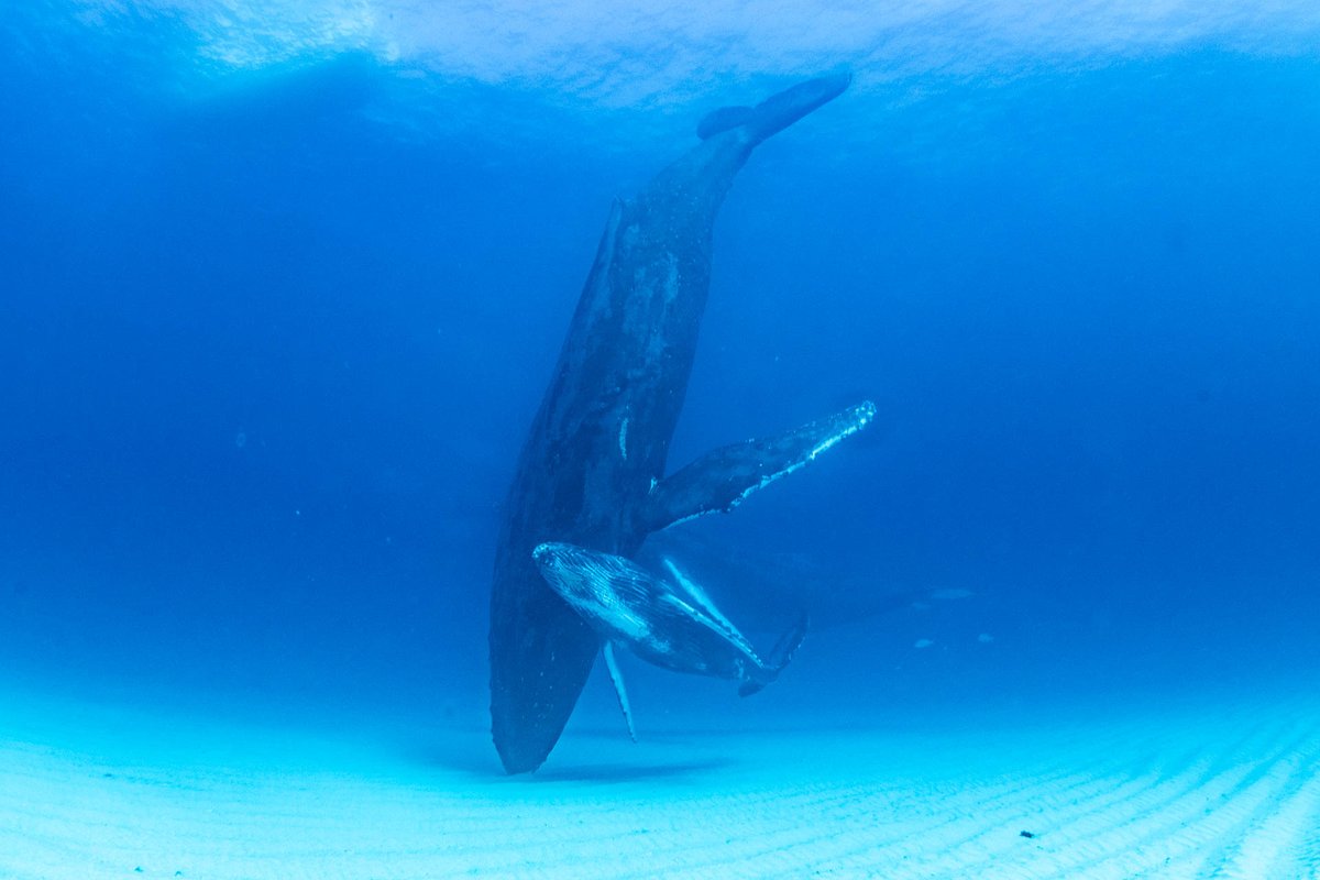 deepbluetw's tweet photo. 昨日の１シーン、母クジラ完全に止まって、子クジラはその周りをグルグル、しばらくすると子クジラは息継ぎに水面へ、続いて母クジラが巨体を反転、この一連の行動が目の前で見られるとは凄い！ https://t.co/zqThNxDLWo