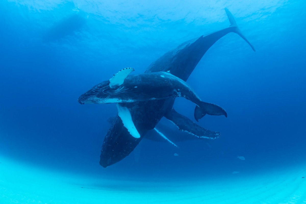 deepbluetw's tweet photo. 昨日の１シーン、母クジラ完全に止まって、子クジラはその周りをグルグル、しばらくすると子クジラは息継ぎに水面へ、続いて母クジラが巨体を反転、この一連の行動が目の前で見られるとは凄い！ https://t.co/zqThNxDLWo