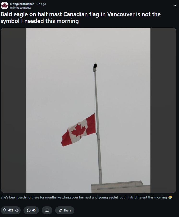 Incredible. Bald eagle lands on a Canadian flag at half mast in Vancouver right after the Olympic hockey game.
