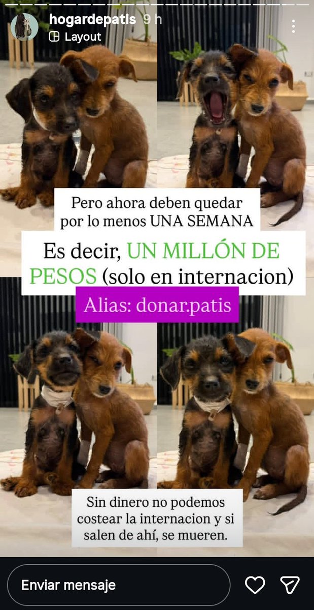 AYUDEMOS A AYUDAR 🫴🏻❤️ 
Abril, la chica que tiene a cargo a FÉNIX 🐕♥️ y es la responsable de HOGAR DE PATIS tiene otros casos. Como estos hermanitos rescatados que necesitan estar internados.
Entre todos podemos y ellos lo merecen💞
Pueden seguirla en IG 
instagram.com/hogardepatis?i…