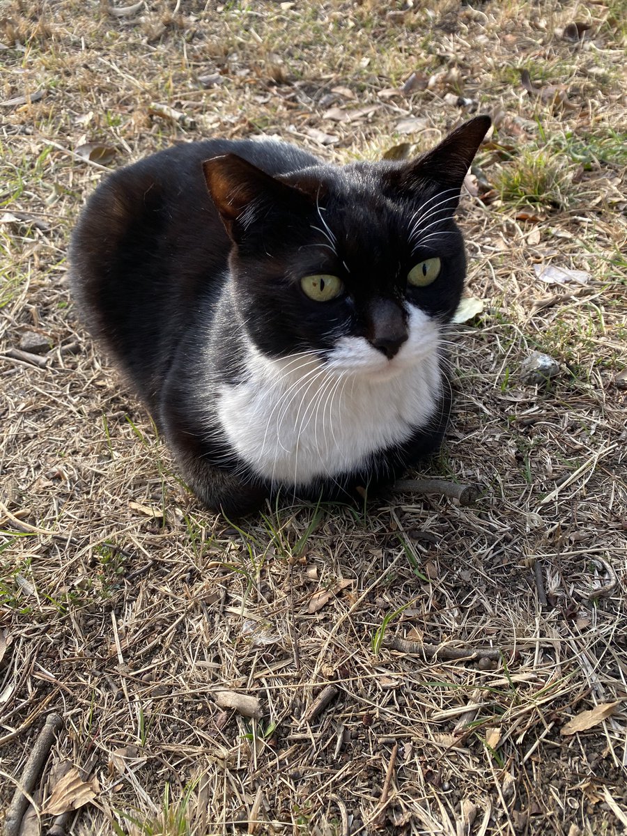 にゃん太郎 (@nyannyan__taro) / Posts / X