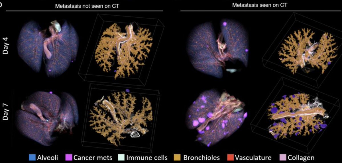 Denis Wirtz tweet media