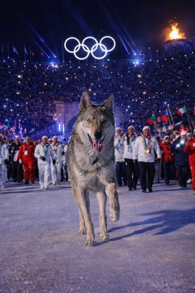 Buonanotte Milano Cortina 2026. Grazie.
(Courtesy <a href="/NazgulTheDog/">Nazgul The Olympic Dog</a>)