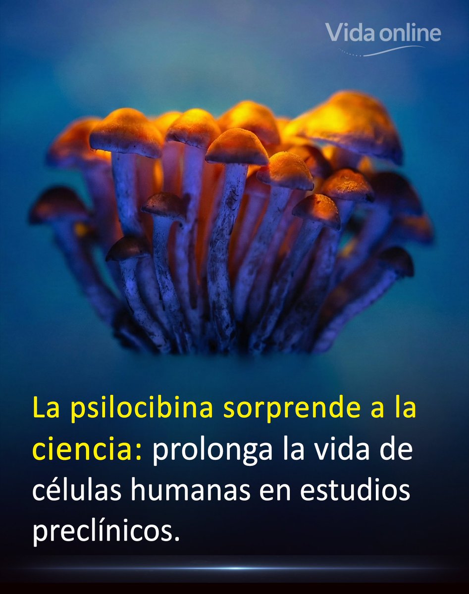 Tradicionalmente, hemos asociado la psilocibina casi exclusivamente con sus efectos neurológicos y su potencial en salud mental.

Sin embargo, un nuevo estudio preclínico acaba de revelar un impacto físico que resulta completamente inesperado.

Los científicos aplicaron
