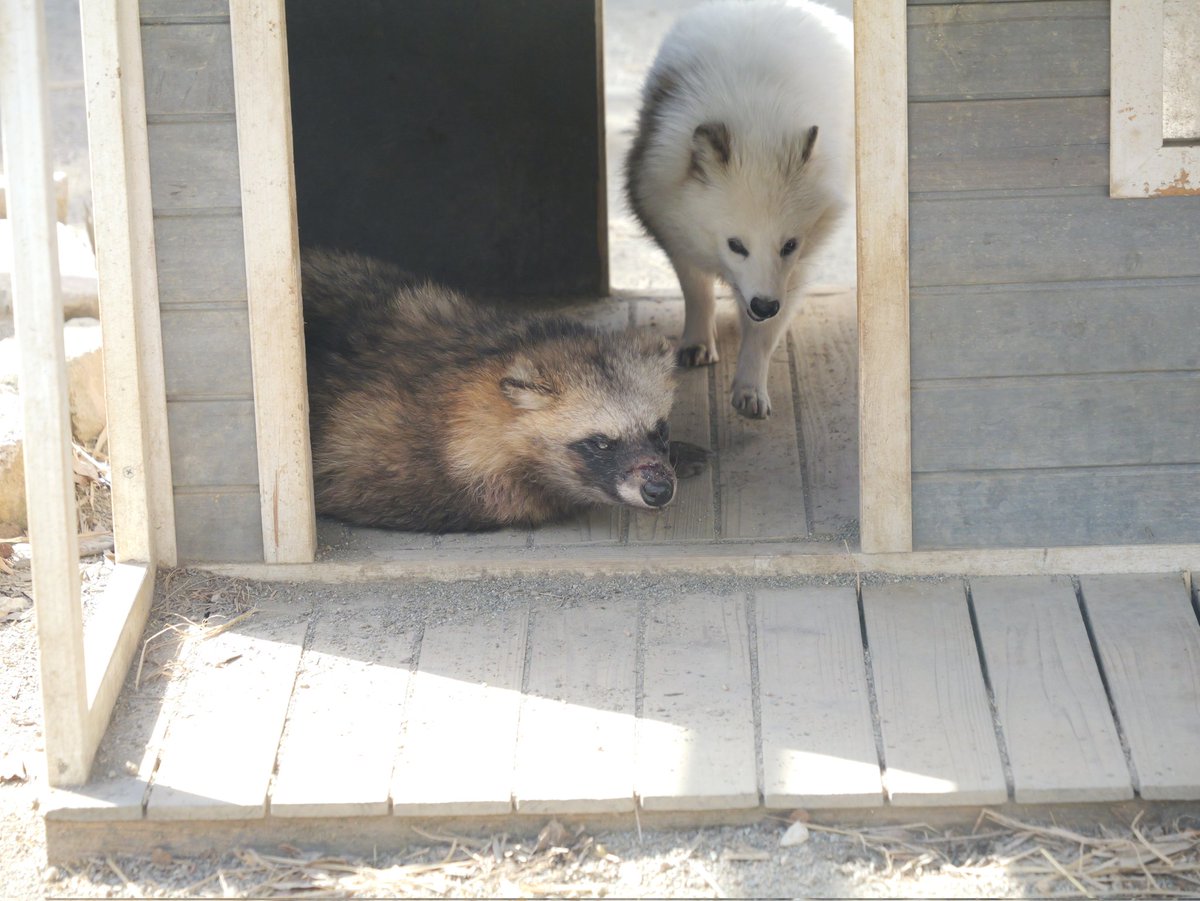 今日は天気が良く暖かめだったせいか、タヌキ達はあまり出てきてくれ