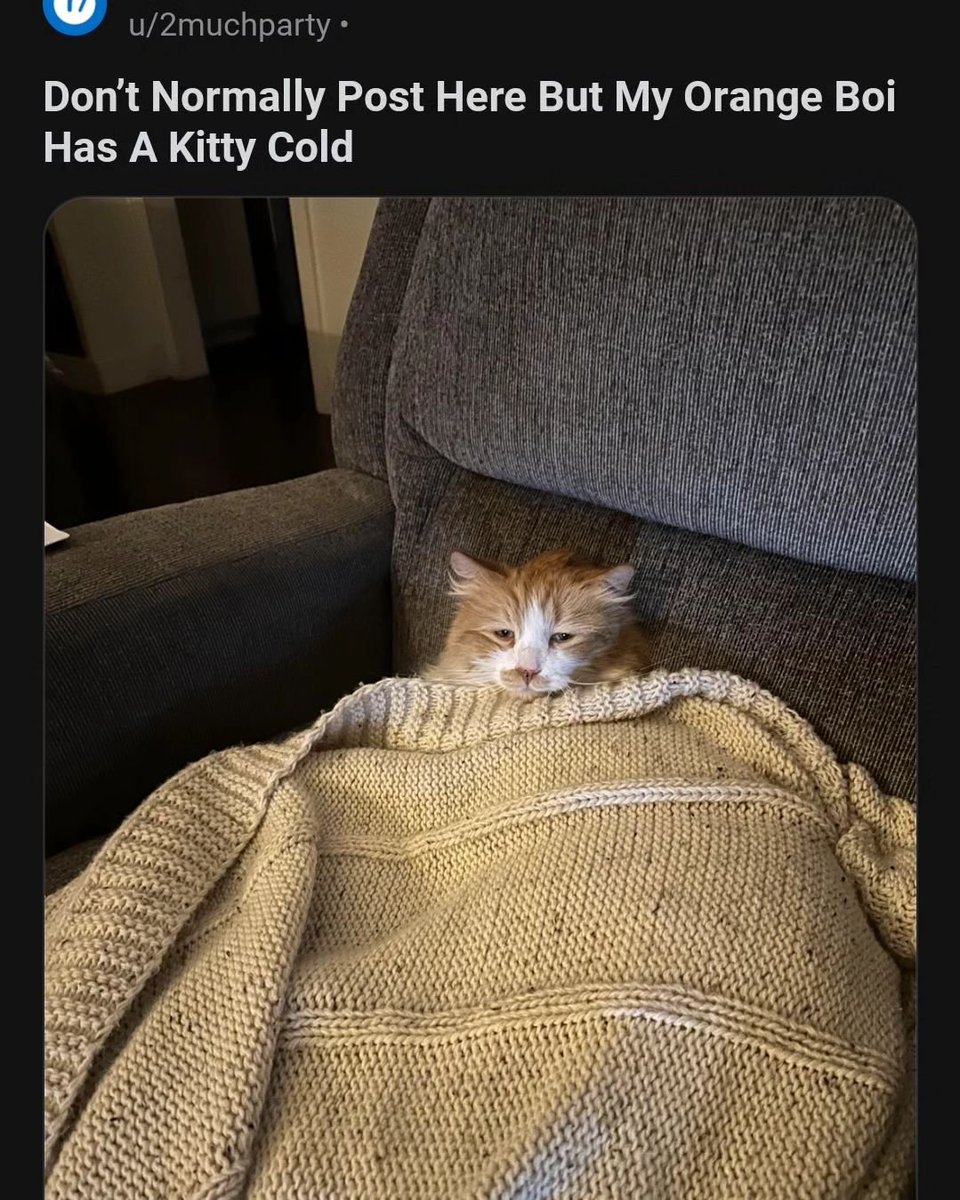 Punch Cat (@punchingcat) on Twitter photo 