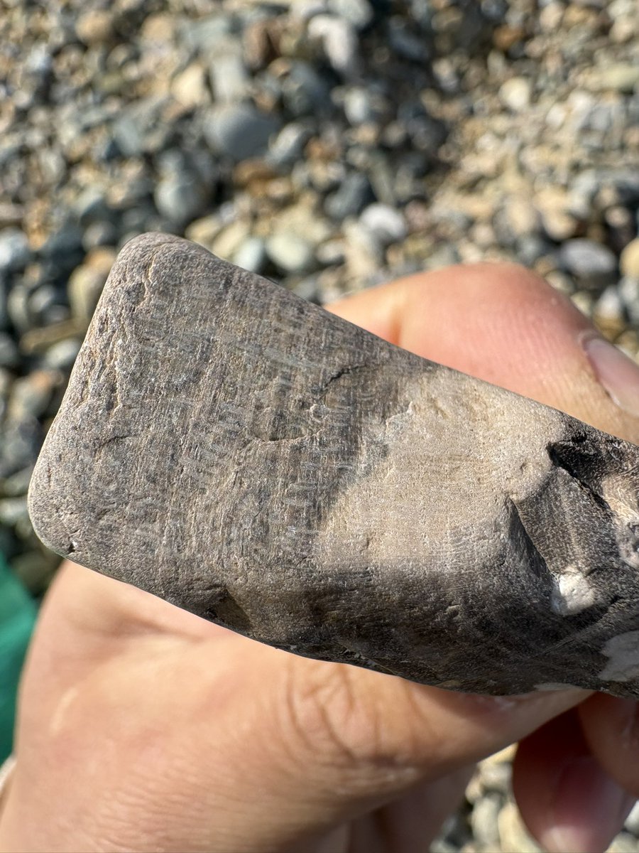 めっちゃケヤキみたいな珪化木見つけた