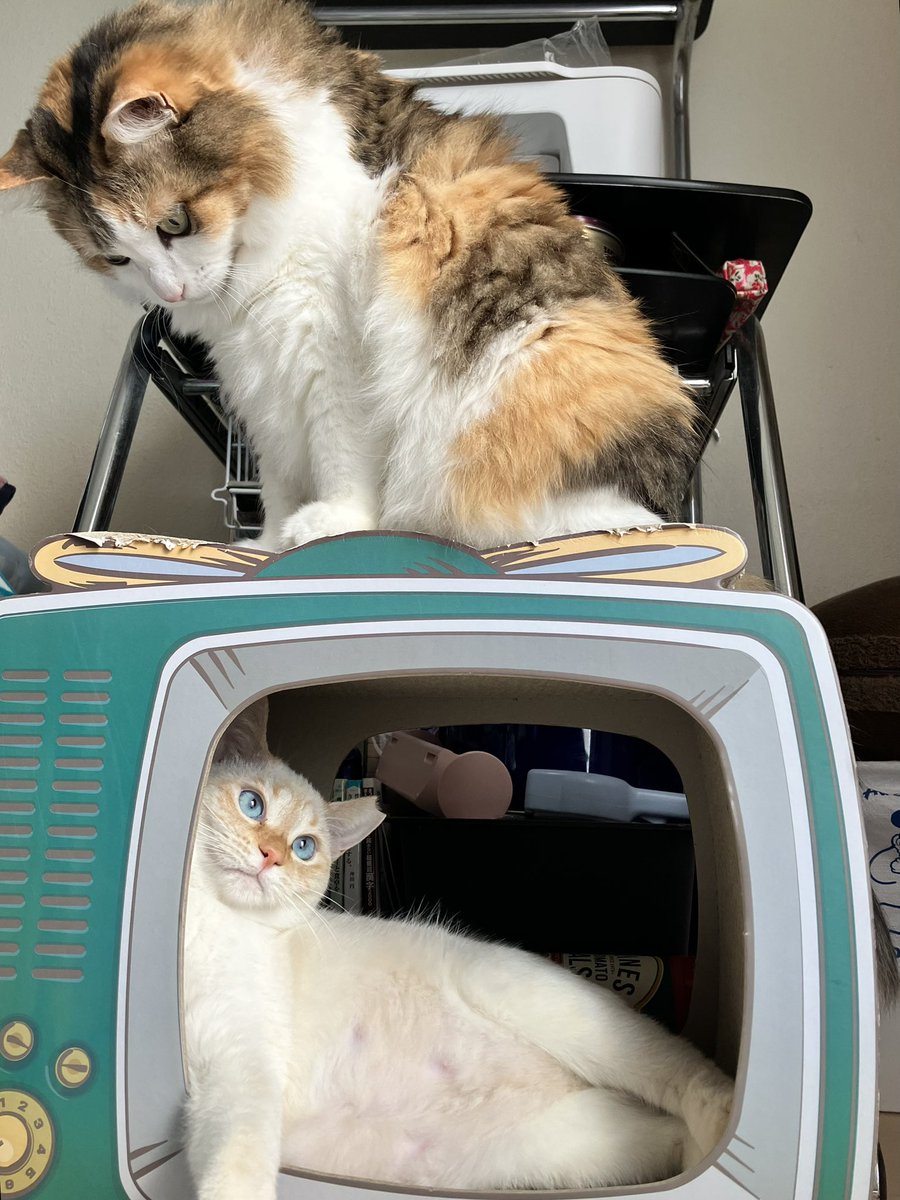 ポコちゃん の家は
365日 猫の日🐱🐱