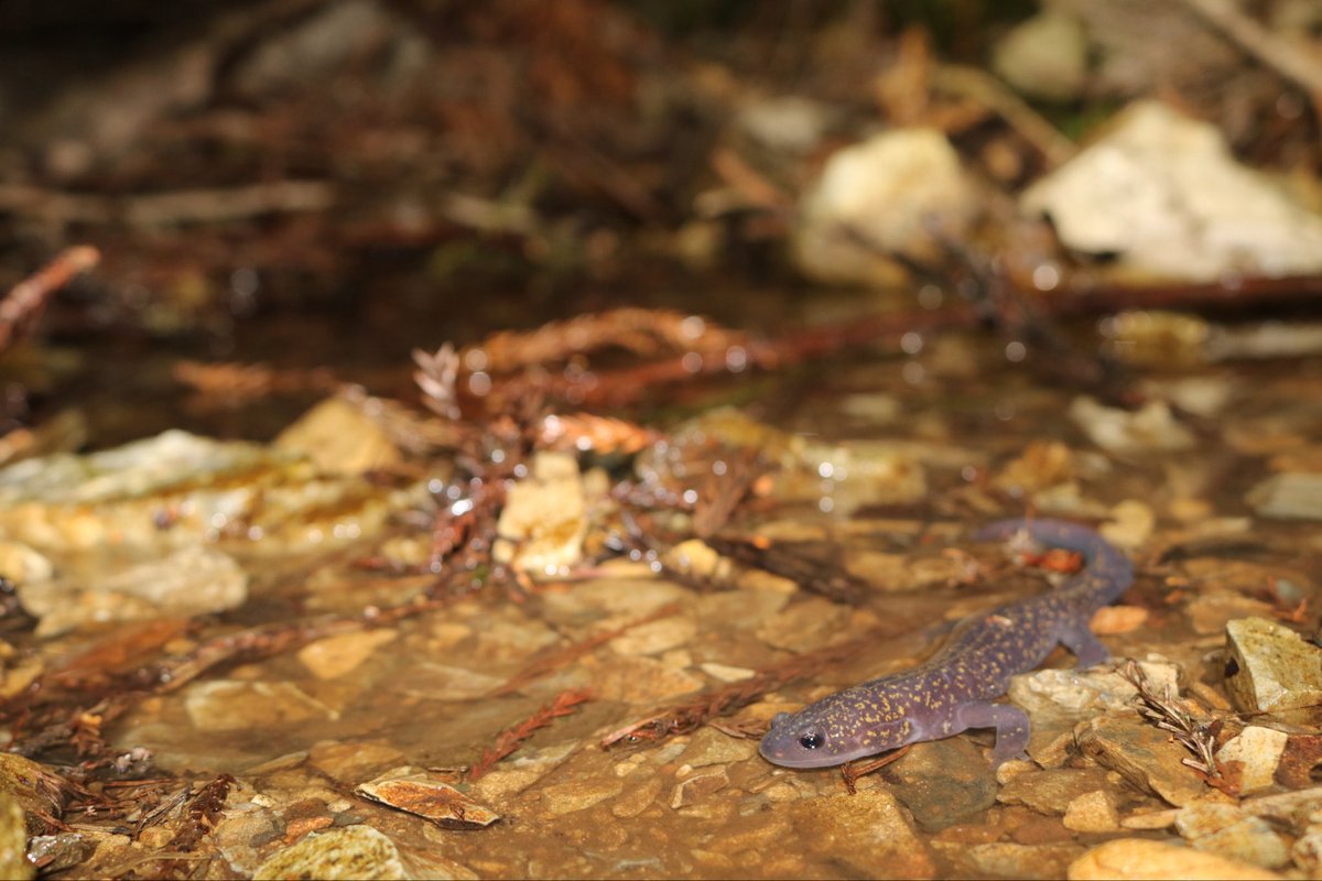 野生人 tweet media