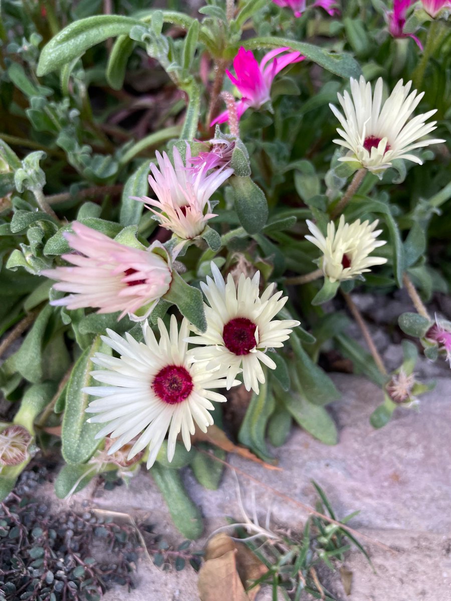 Shinjini: Artist-in-residence 🎨 tweet media