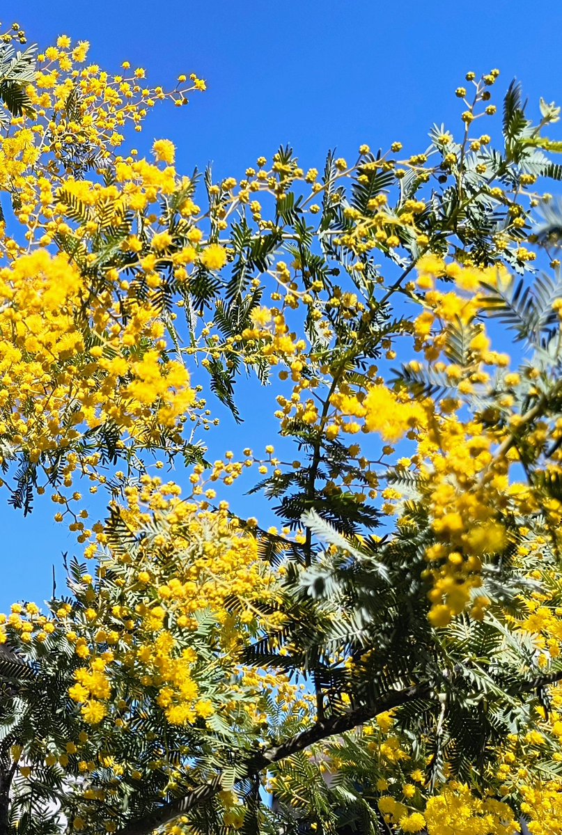 花ぞう (@hana_zo333) / Posts / X