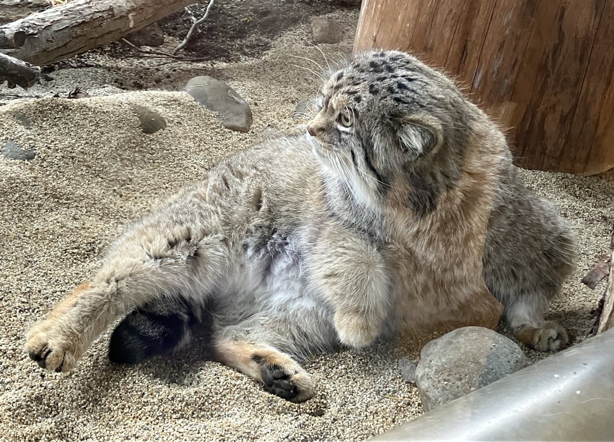 みにゃかさん🍊 (@mitaka_doooon) / Posts / X