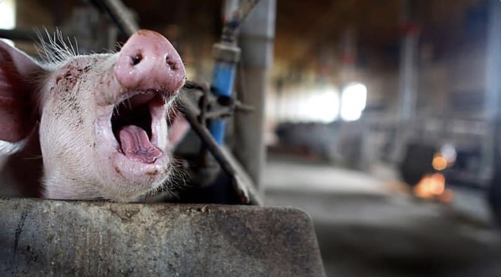 Sharath Prabhu tweet media