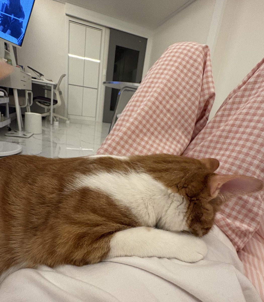daminnoc's tweet photo. 내 배에서 보글보글 소리들리니까 코박죽하는 고야이
그냥 내가 먹은 마라탕크로플콜팝계란빵이 소화되는소리야 https://t.co/QGkEnx7qHU