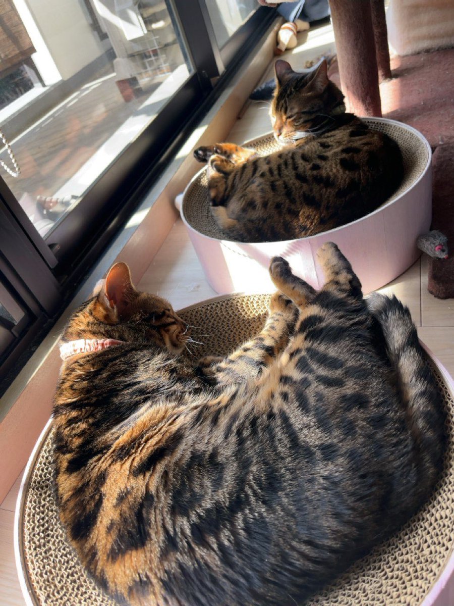 kyoten's tweet photo. 今日のにゃんこ
タトゥー飼いの距離感てあるよね https://t.co/jfmvuyQDJY