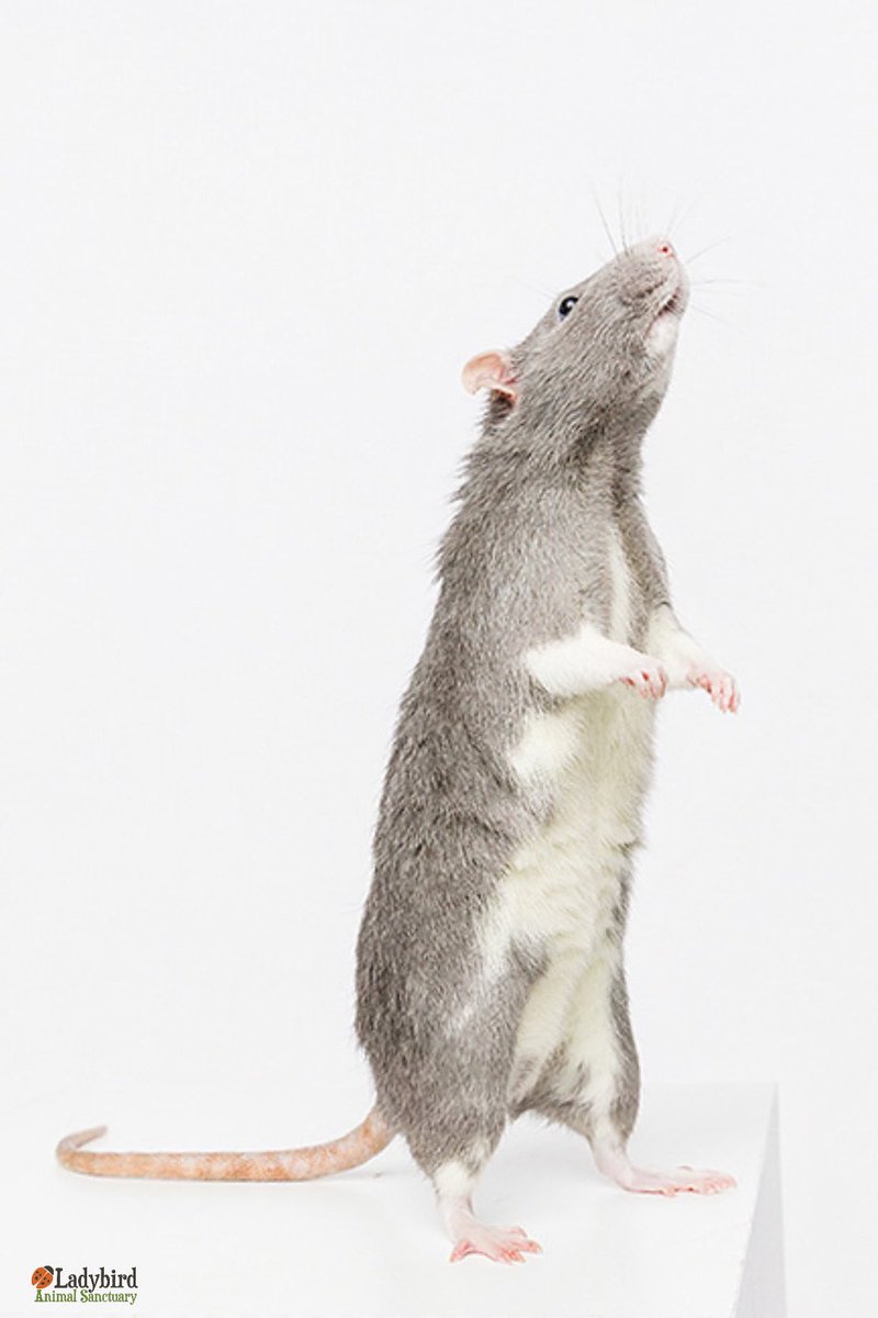 Ladybird Animal Sanctuary tweet media