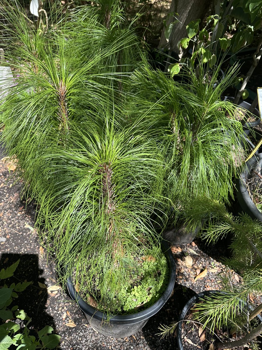 StephenGRyan's tweet image. Pinus montezumae ready for their forever homes. #asatours    #abcradio  #mtmacedon  #dicksoniarareplants  #thehorticulturalists