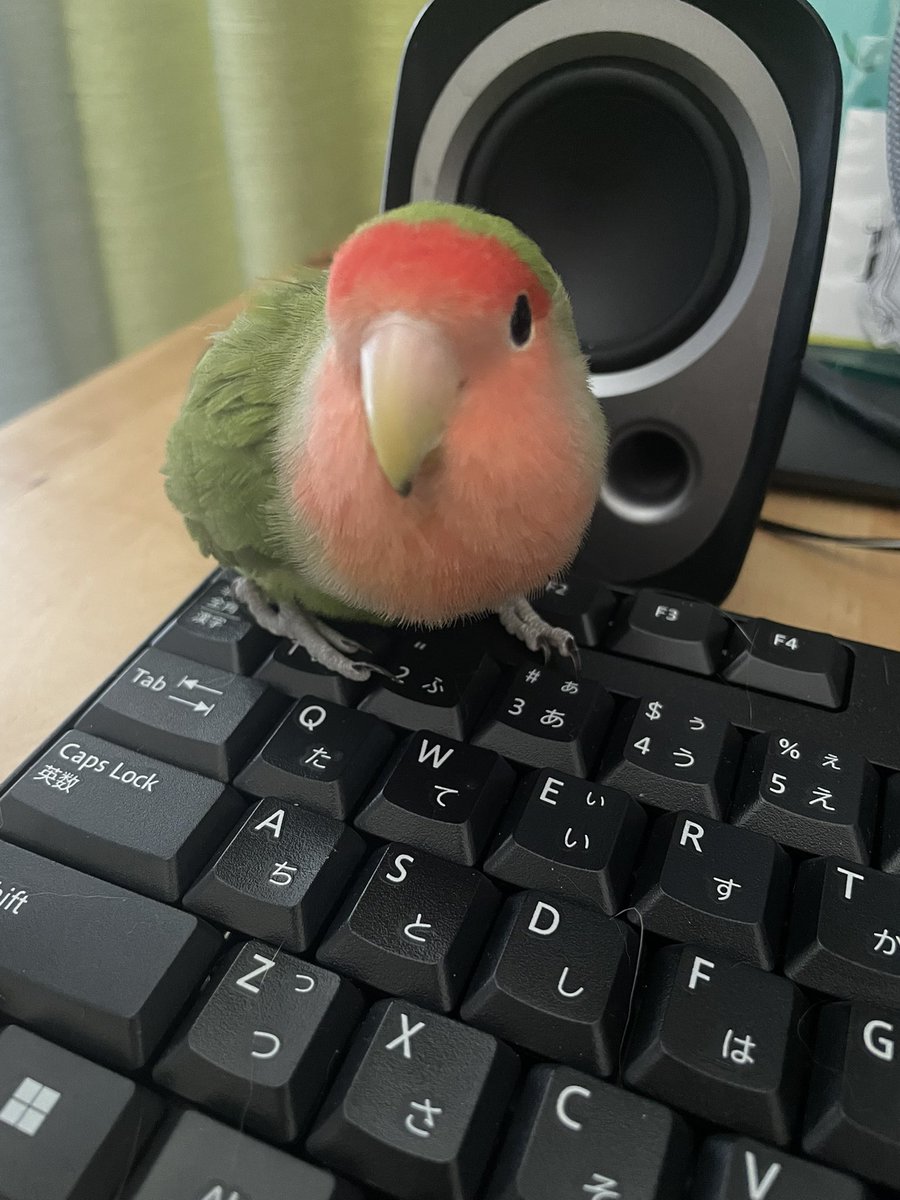 パソコンばかりいじってないで遊んでよ🦜
#今日のピーちゃん 
#コザクラインコ