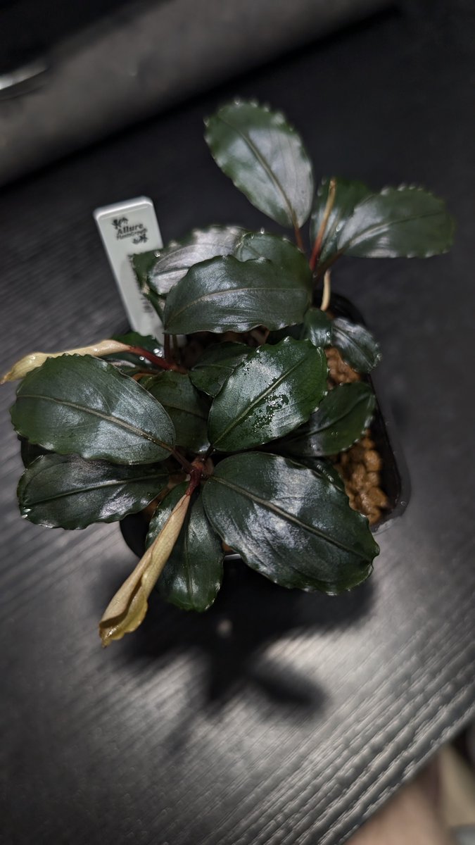 ありゅーあ (@sa_allure3838) / Posts / X