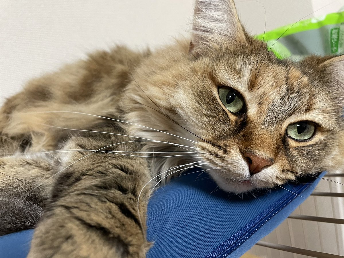 ちょすてぃー tweet media