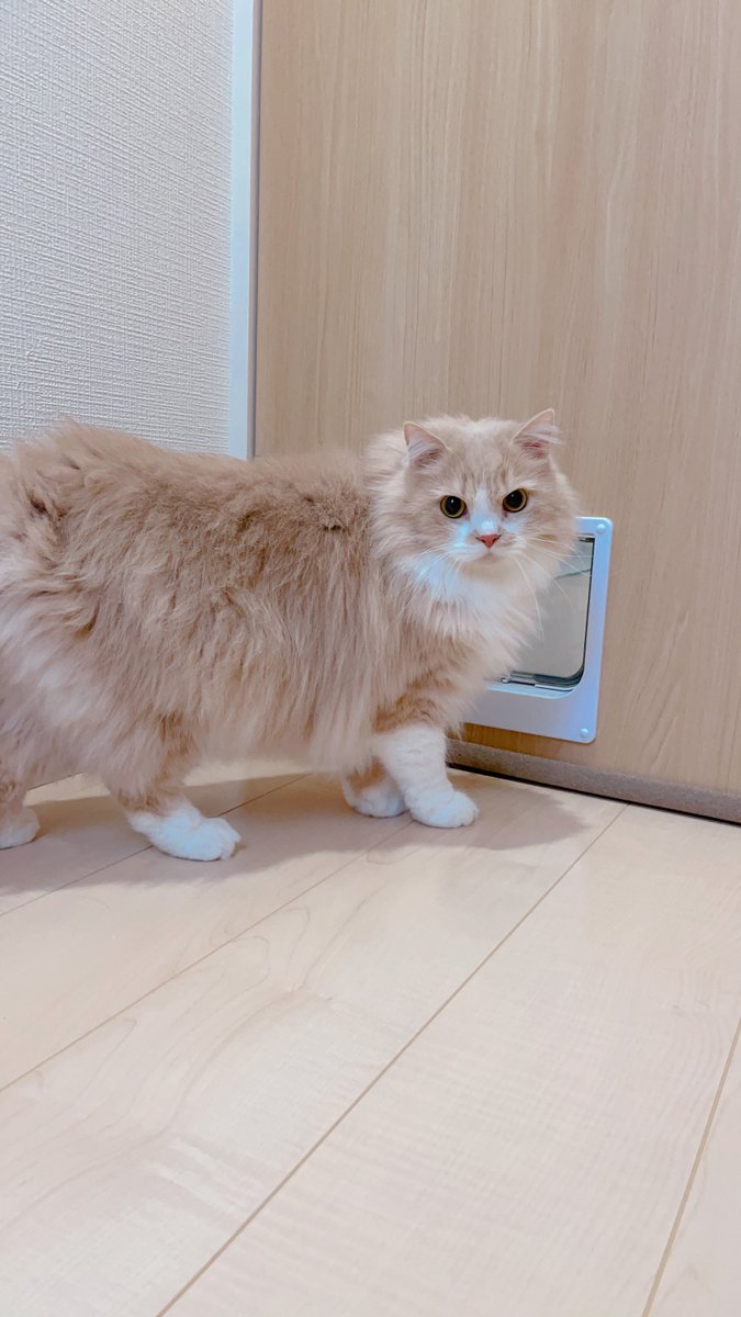 mog (@mogmogmog312) / Posts / X