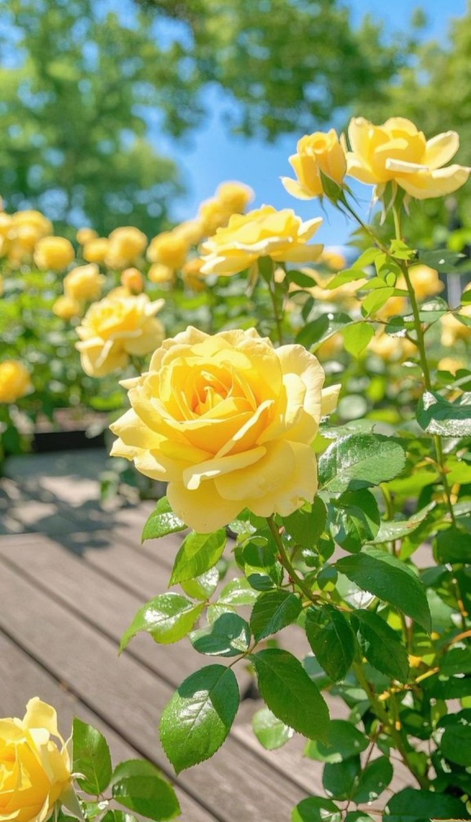 Yeni güne yeni haftaya 
Bismillahirrahmanirrahim 

"Şüphesiz biz Alemlerin Rabbine iman ettik."

(Şuara sûresi, 47)

Nasibimiz, niyetimiz, akibetimiz, günümüz  hayr ola  🤲🌹💛