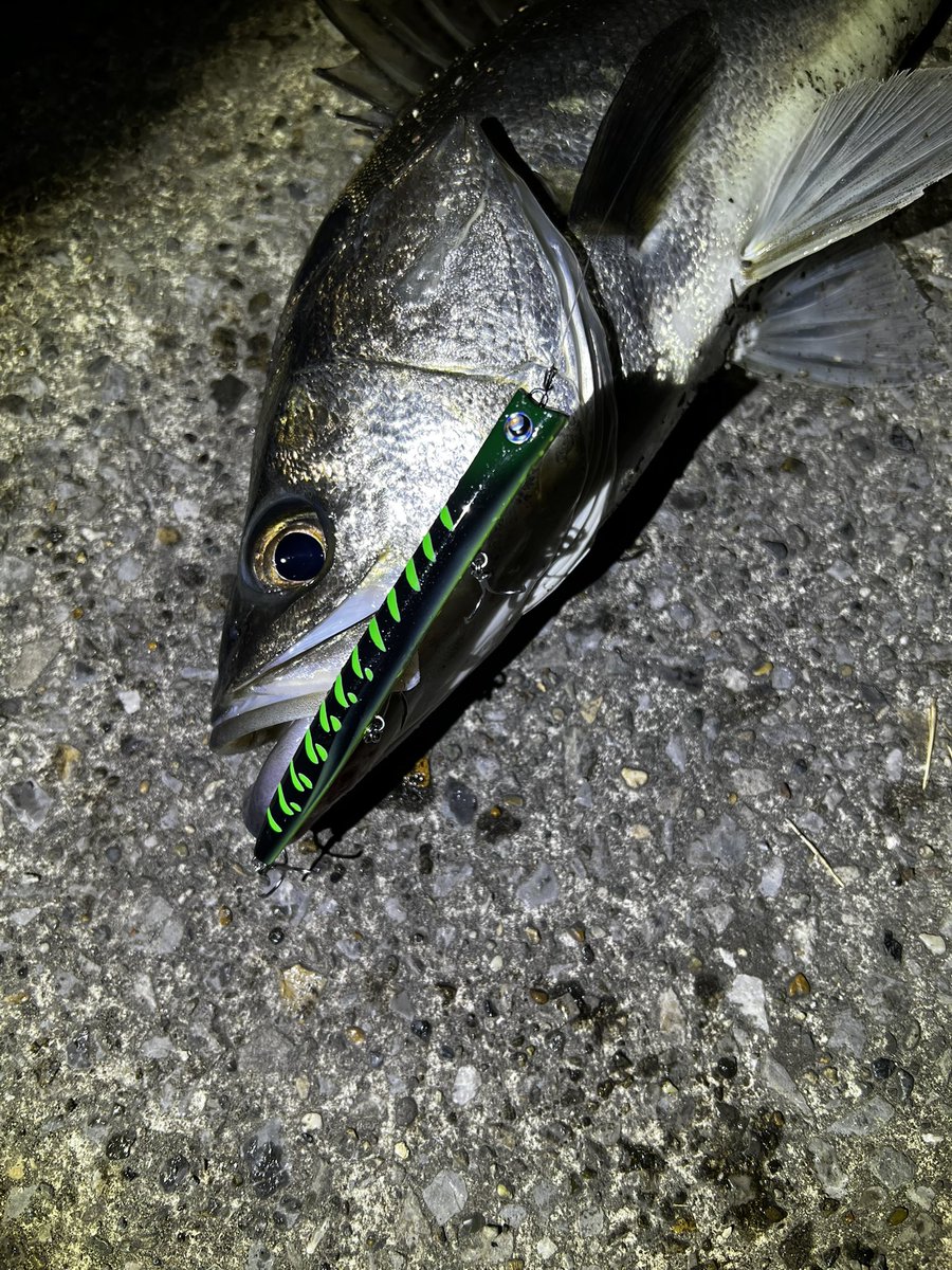 新 拓也 (@ShinTakuya4) / Posts / X