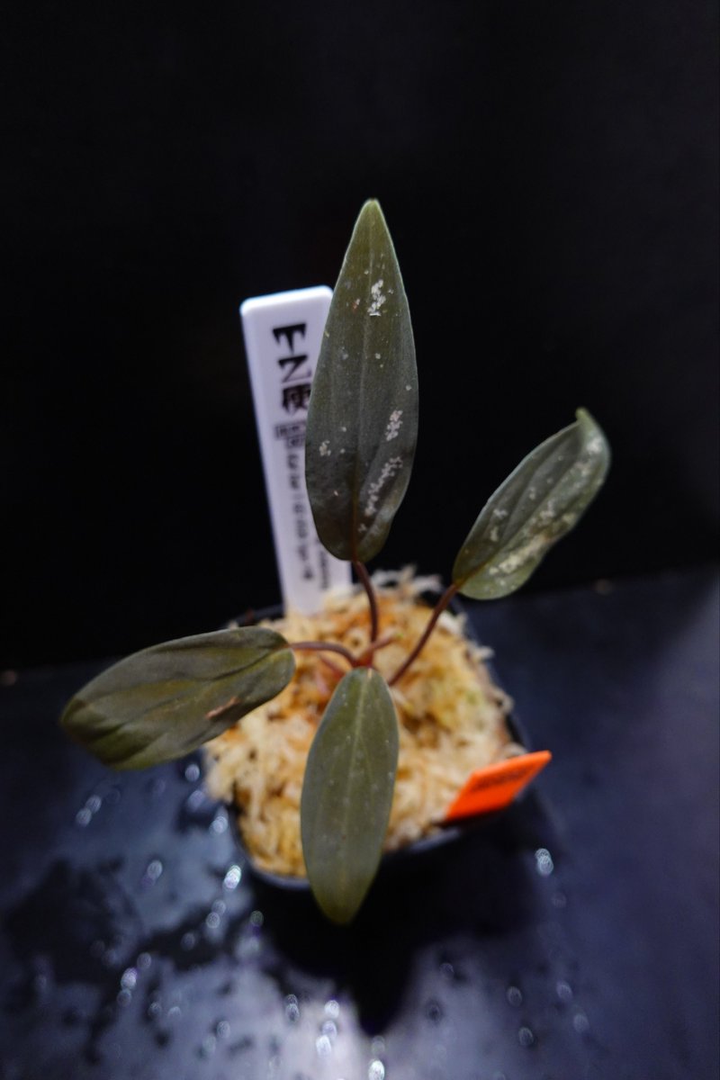 昨日の大阪遠征の戦利品 Homalomena sp. Sg. Embetong Kal-bar 1-02