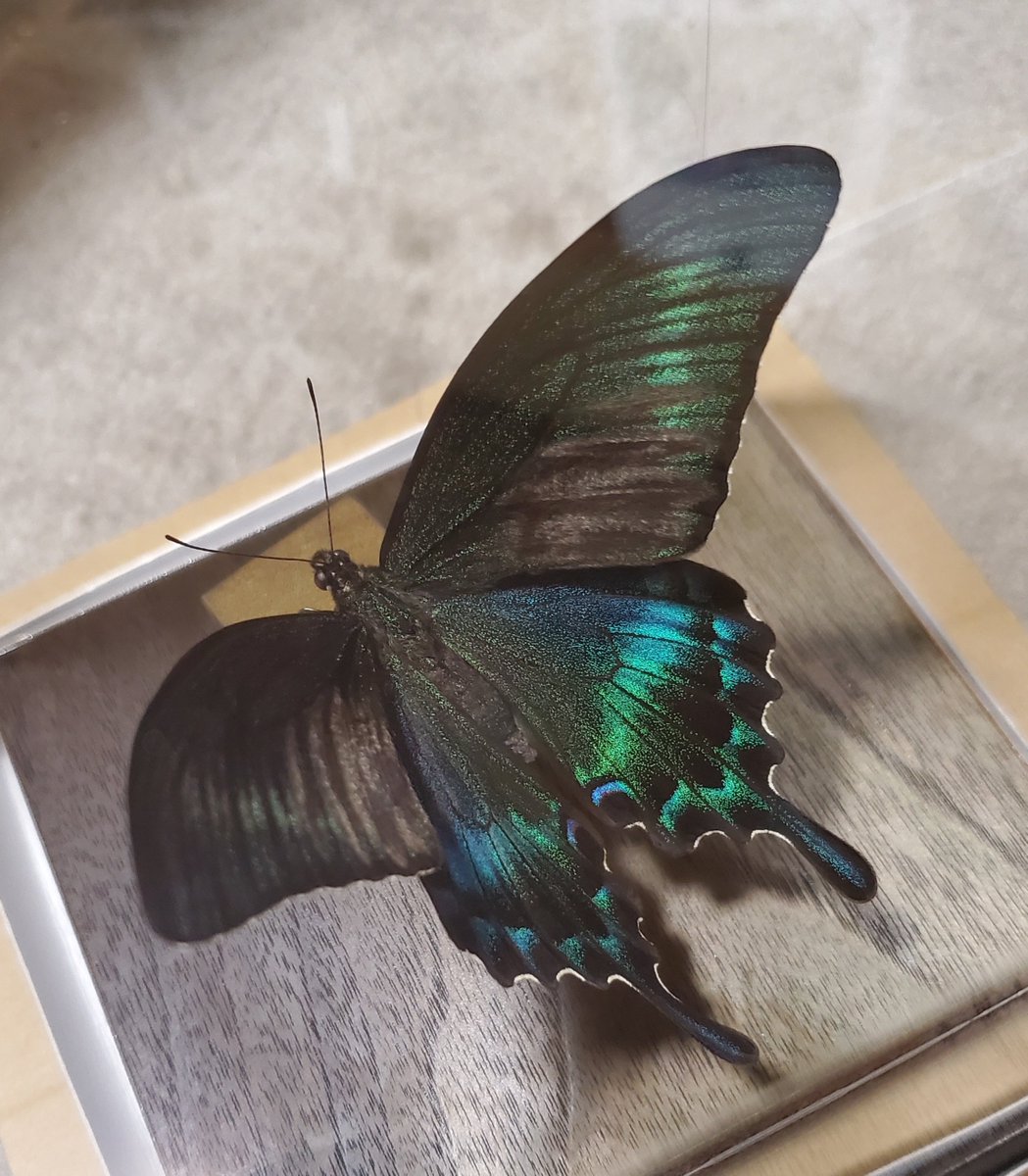 販売終了🦋山﨑 理 (@yamazaki_design) / Posts / X