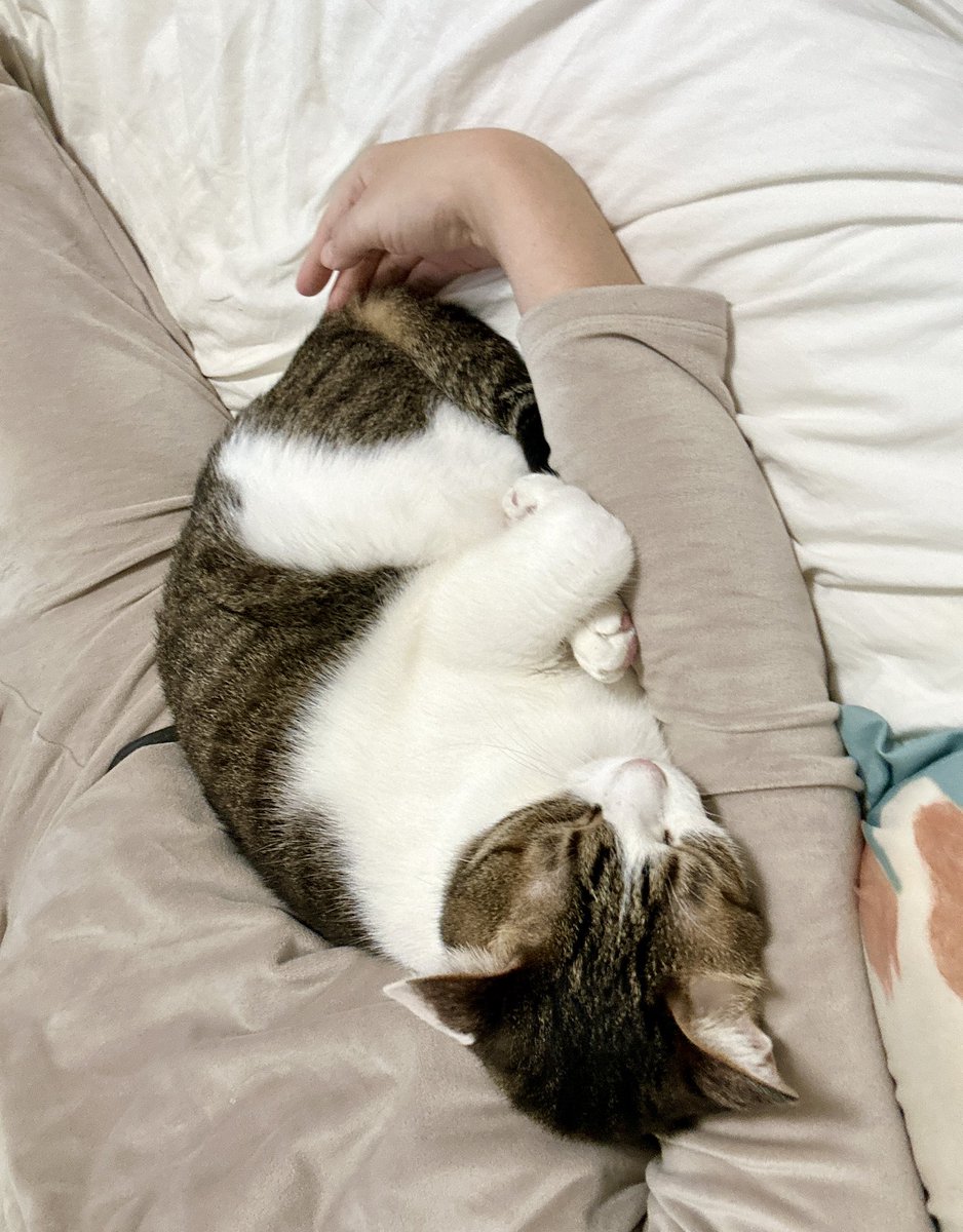 くろみつ・しらたま🐈保護猫兄妹 (@neko9682_4630) / Posts / X