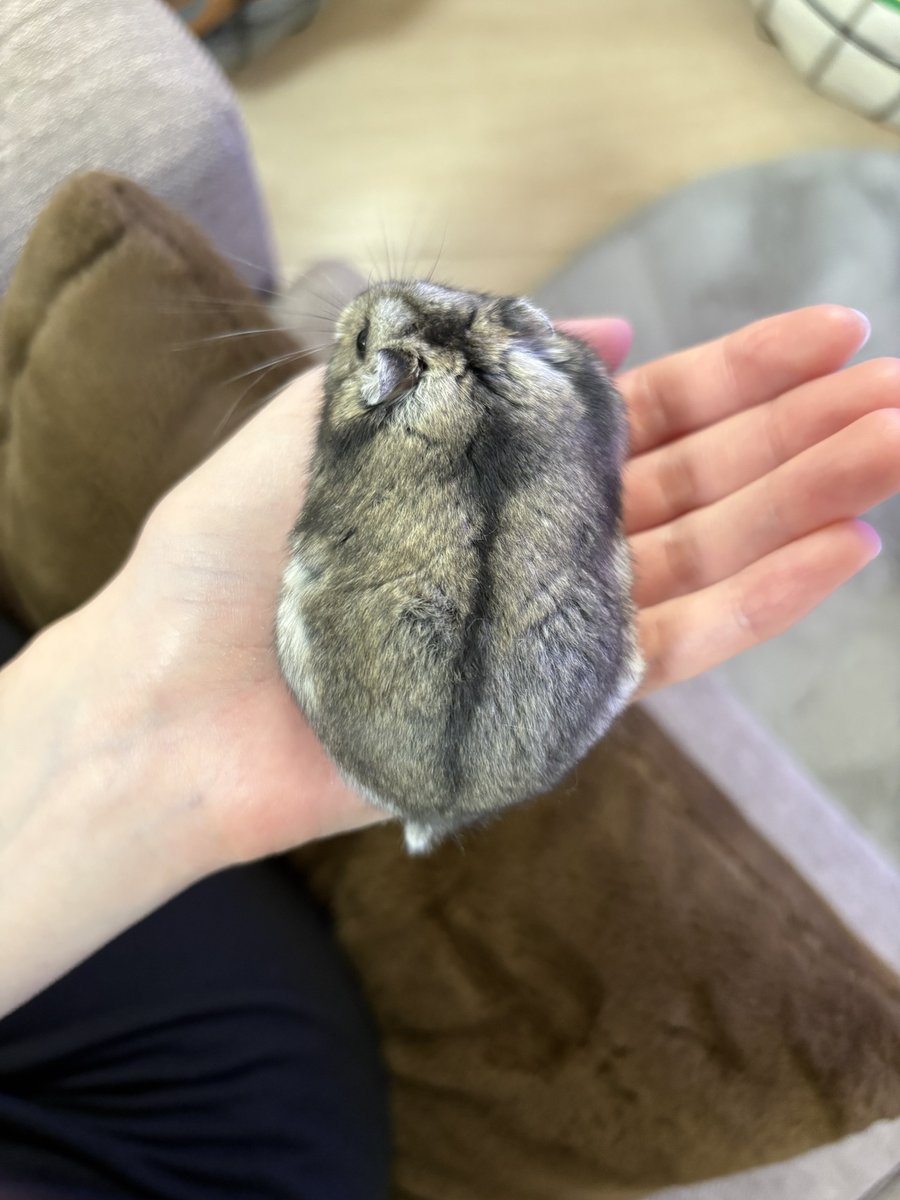 pine17_ham's tweet image. こぼれそう