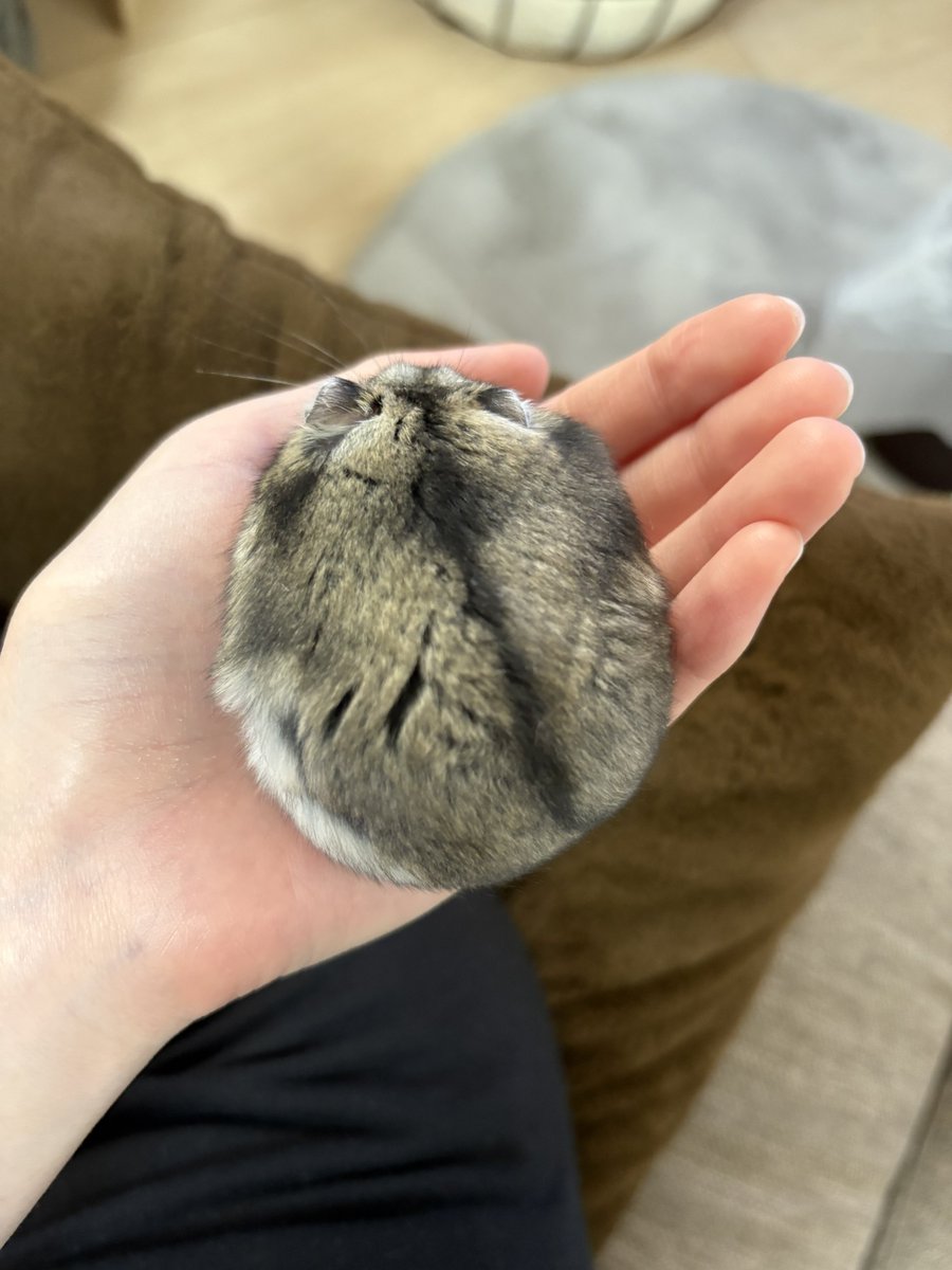 pine17_ham's tweet image. こぼれそう