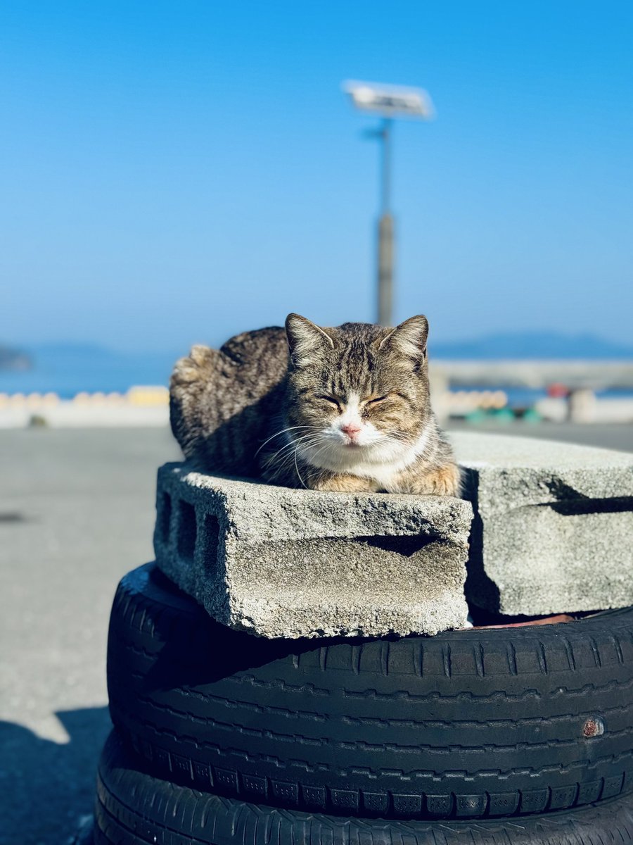 令和八年2/23（月） 「お客さんまだかニャ〜」😪 朝の船が欠航して暇を