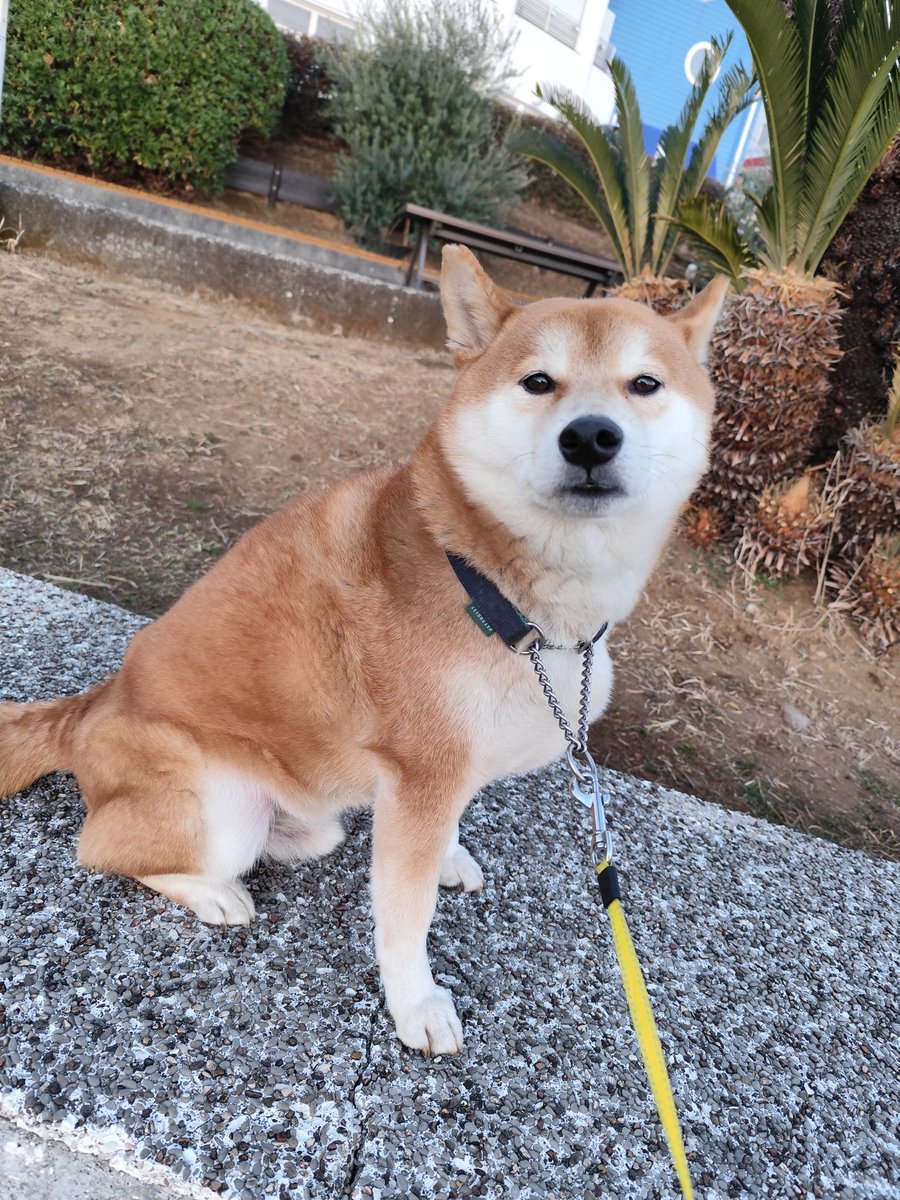 おはよーございます〜 昨日のふくちゃん(^o^)
