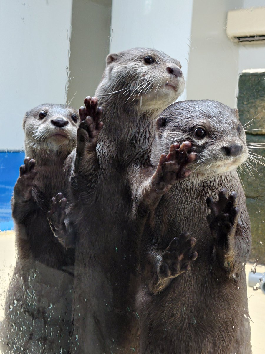 ごんたま (@gontamaaax) / Posts / X