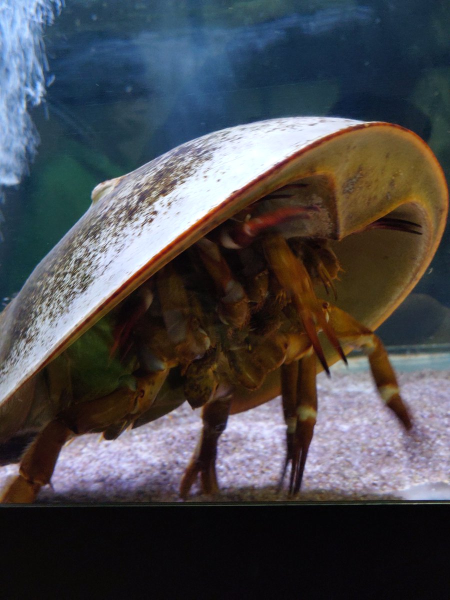 ごんたま (@gontamaaax) / Posts / X