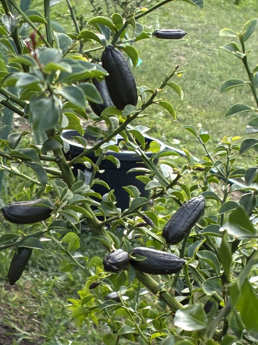 DeonM35134's tweet photo. @Coachjv_ KIA Ora Bro
“How you be”
I just wanted to share some knowledge with you, have you heard of a finger lime
Tree, it’s fruit finger lime, citrus caviar 
Highest antioxidants and the skin is medicinal 
Mine I call the god tree it’s flowered 4 times in 12 months 
Golden goose https://t.co/XPMOMc525w