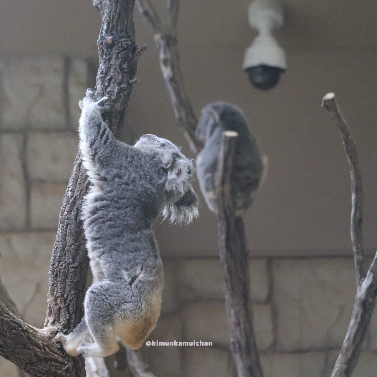 もちばうあー🐨⛸️ 2026.01 #おもち #東山動植物園 #コアラ