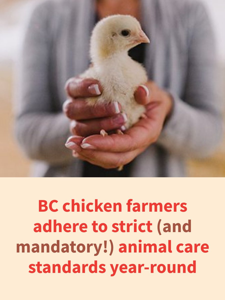 Whether it's winter or summer, BC chicken farmers follow strict animal care standards rooted in scientific research. 

Learn more about the mandatory Animal Care Program here 👉 chicken.ca/care

#animalcare #animalwelfare #farming #Canada #BC