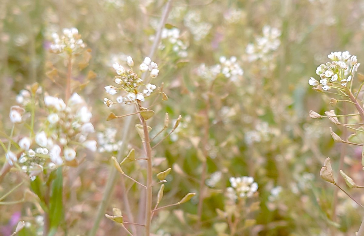 薺🌻 (@nazuna890) on Twitter photo 