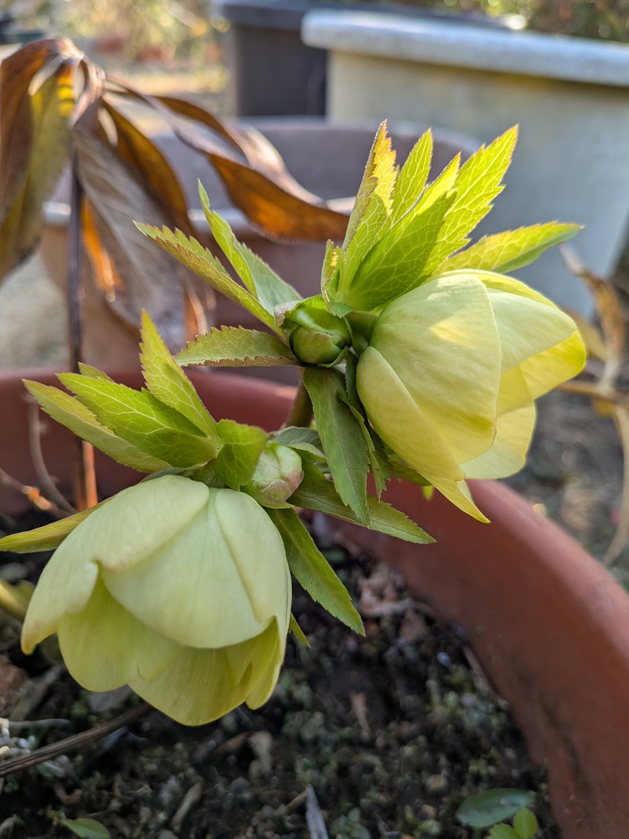 花＊花 (@6824cad1422f46e) / Posts / X