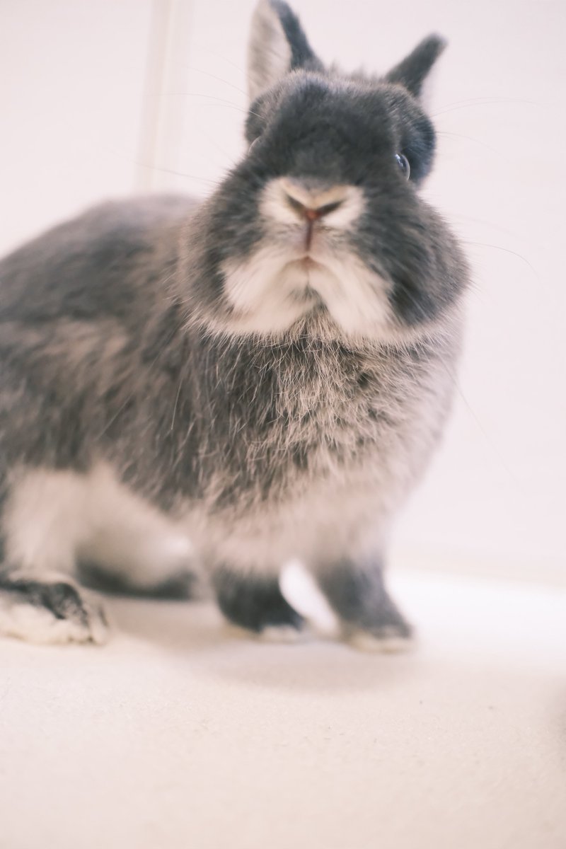 うさぎのびび tweet media