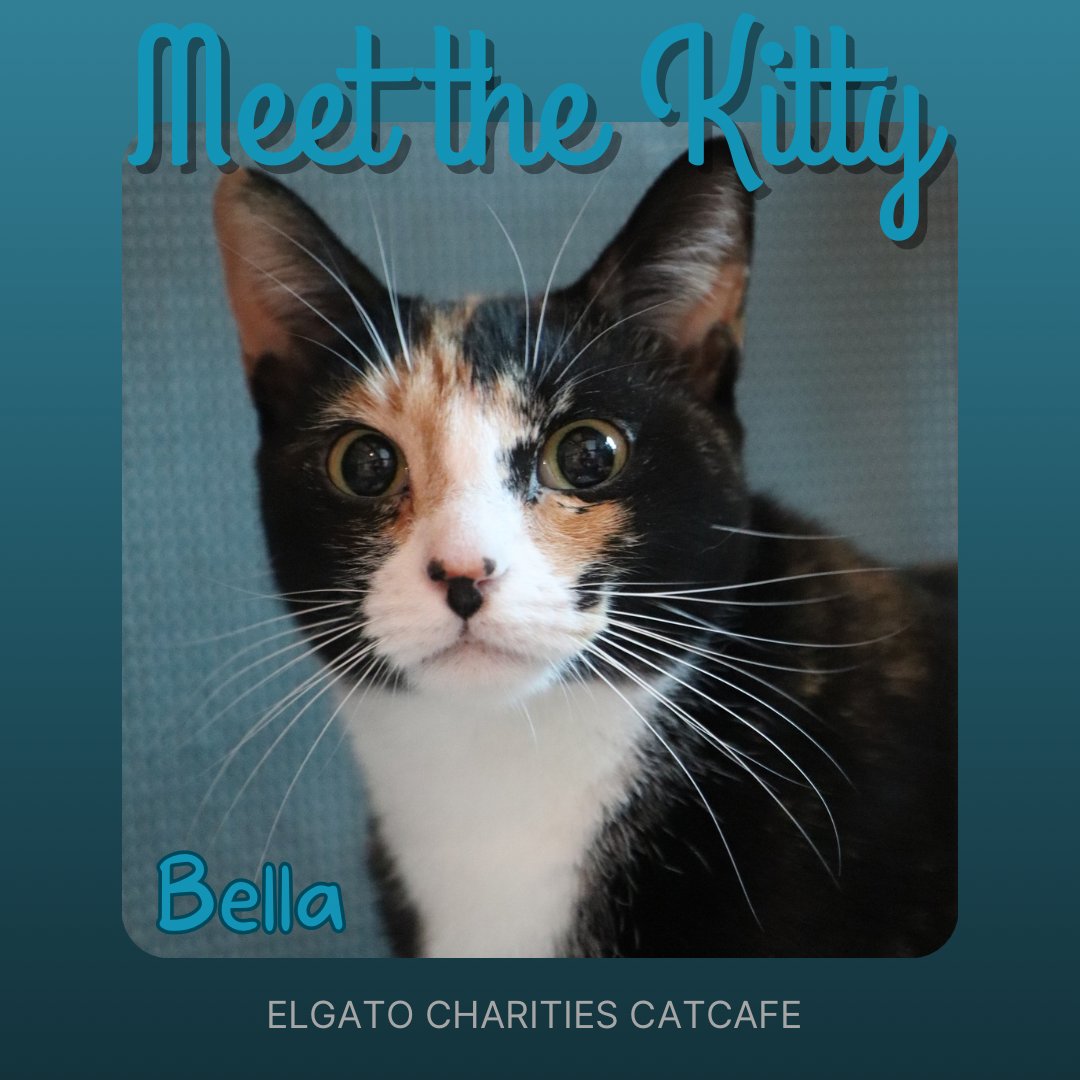 Hi! Bella here. I’m a gorgeous 2.5 year old lady with a sweet disposition. I’m looking for a  loving home where I can feel comfortable 💕Play a part on my journey by making a sponsorship donation at elgatocharities.org/get-involved
Meet me by booking a visit at elgatocoffeehouse.com/bookmeow